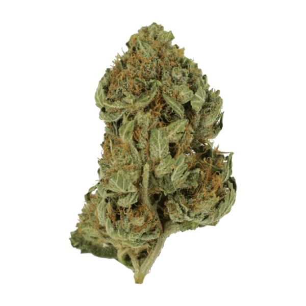 Bubblegum – 1 ounce | CannaBlossom Canada
