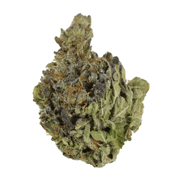 Chocolope | CannaBlossom Canada