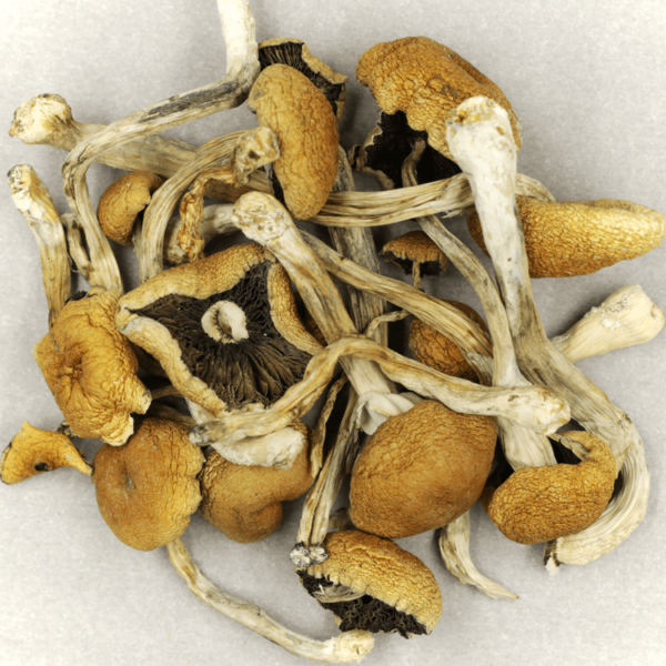 Cambodian Psilocybe Cubensis | CannaBlossom Canada