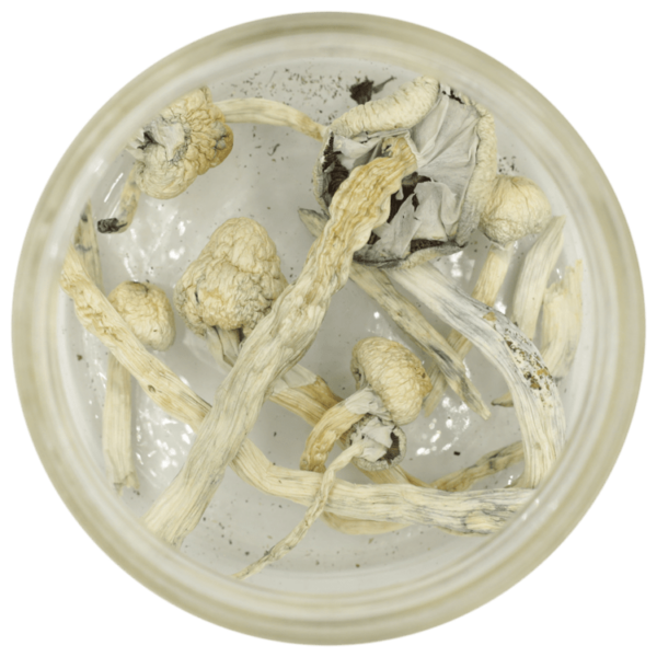Great White Monster Cubensis | CannaBlossom Canada