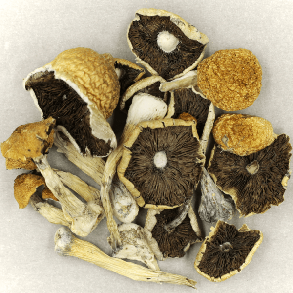 Penis Envy Cubensis | CannaBlossom Canada