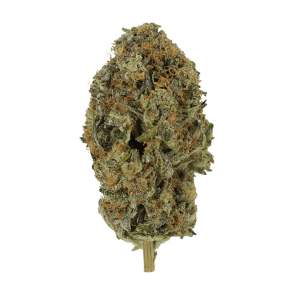 Acapulco Gold | CannaBlossom Canada