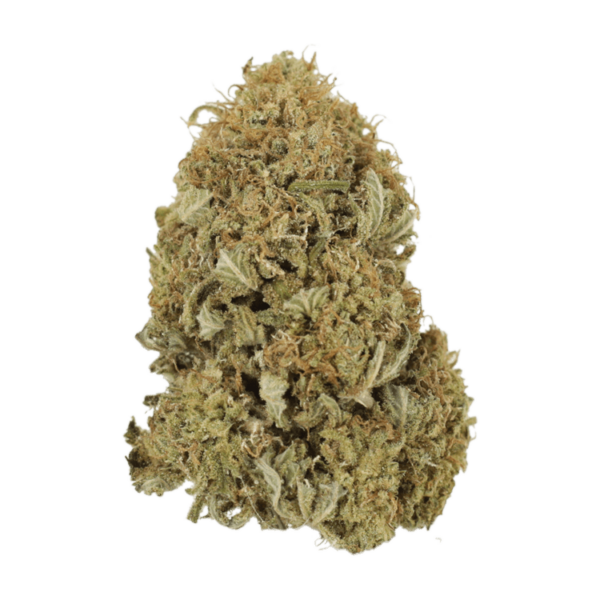 G13 | CannaBlossom Canada