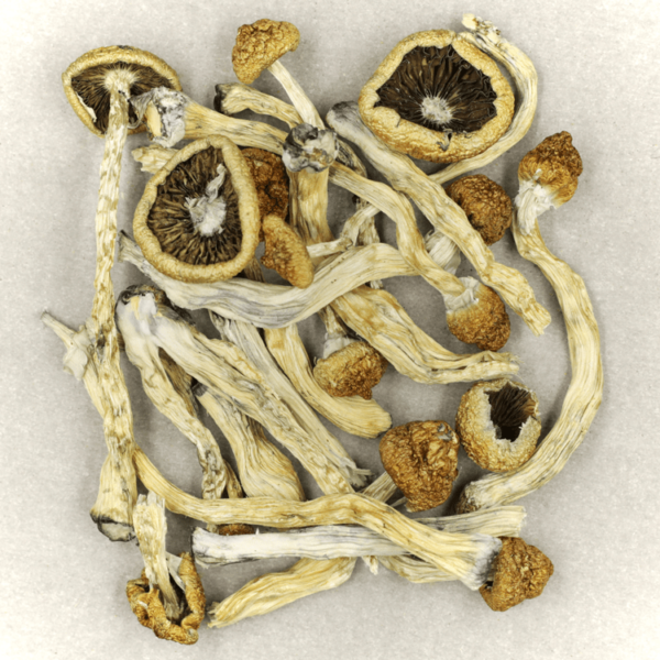 Texas Yellow Cap | CannaBlossom Canada