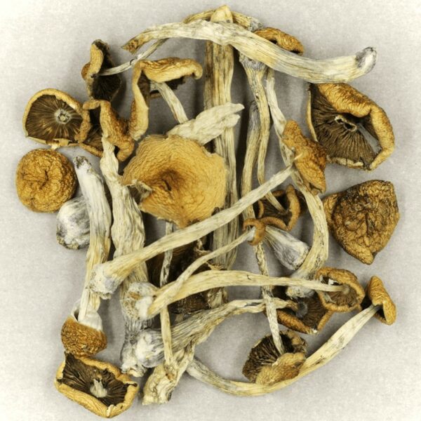 Psilocybe Cubensis Mexicana | CannaBlossom Canada