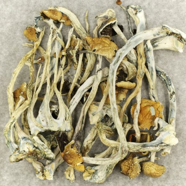 Amazonian Cubensis | CannaBlossom Canada