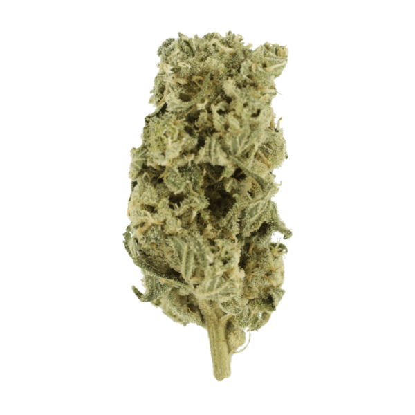 Champagne Kush | CannaBlossom Canada