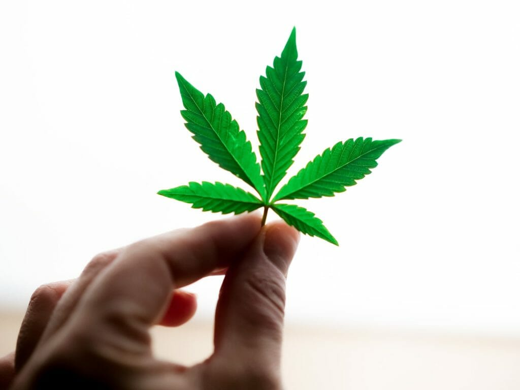 Popular Strains In Canada | CannaBlossom Canada