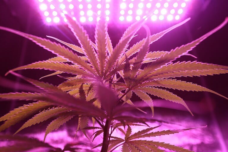 Discover How A cannabis Shop Helps You Better Understand Cannabis | CannaBlossom Canada | CannaBlossom Canada