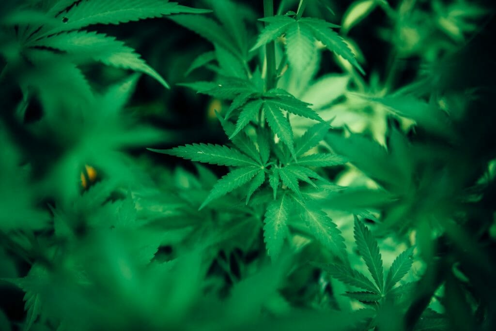 wholesale Cannabis | CannaBlossom Canada